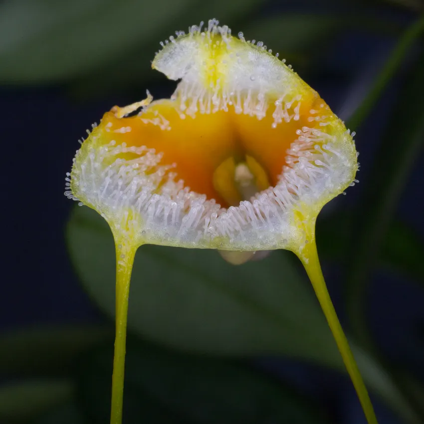 masdevallia strobelii plant showing characteristic features