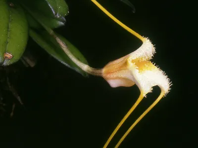 thumbnail masdevallia strobelii