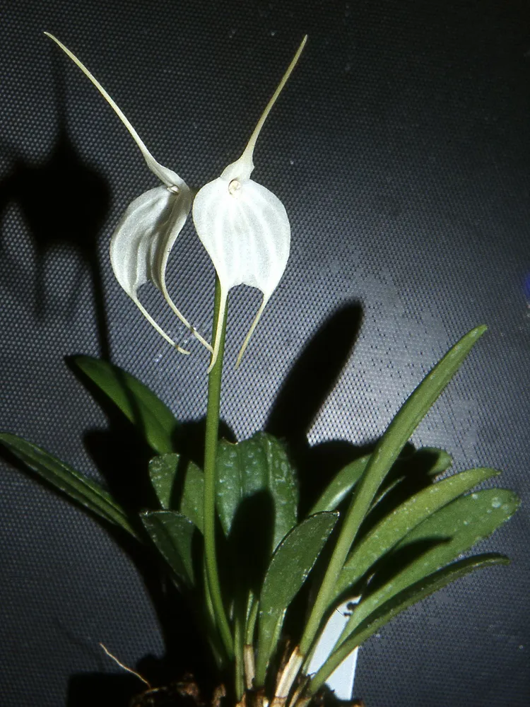 masdevallia tovarensis plant showing characteristic features