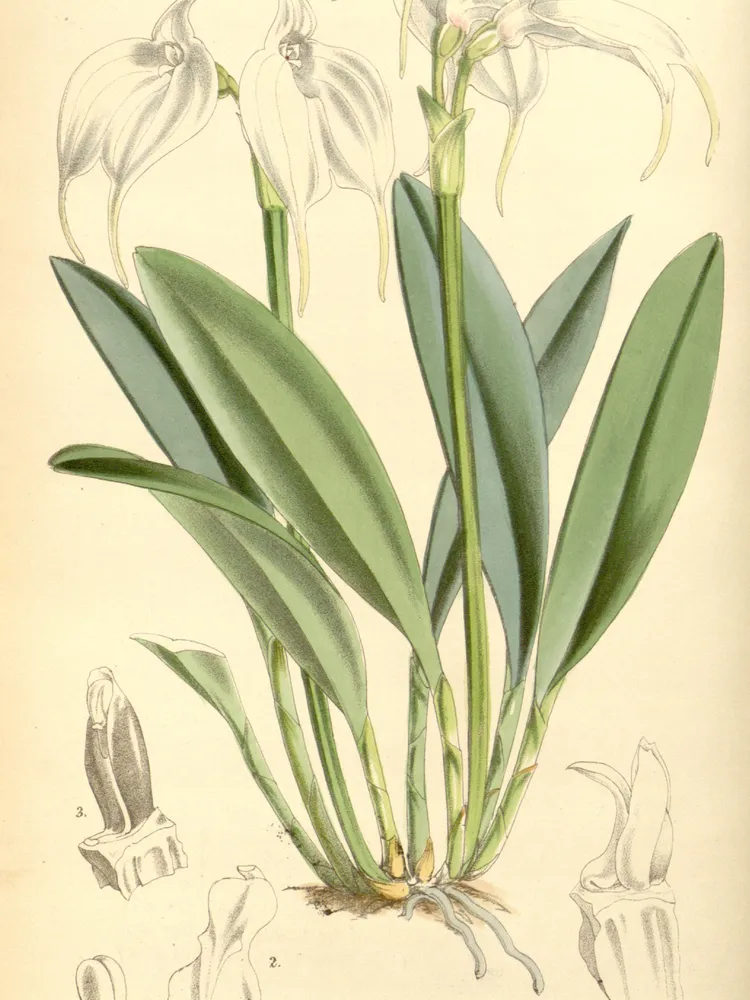 masdevallia tovarensis plant showing characteristic features