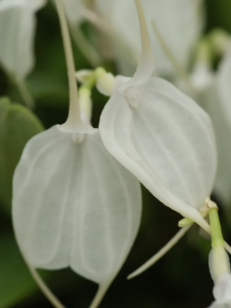 masdevallia tovarensis plant showing characteristic features