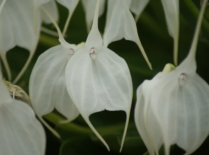 masdevallia tovarensis plant showing characteristic features
