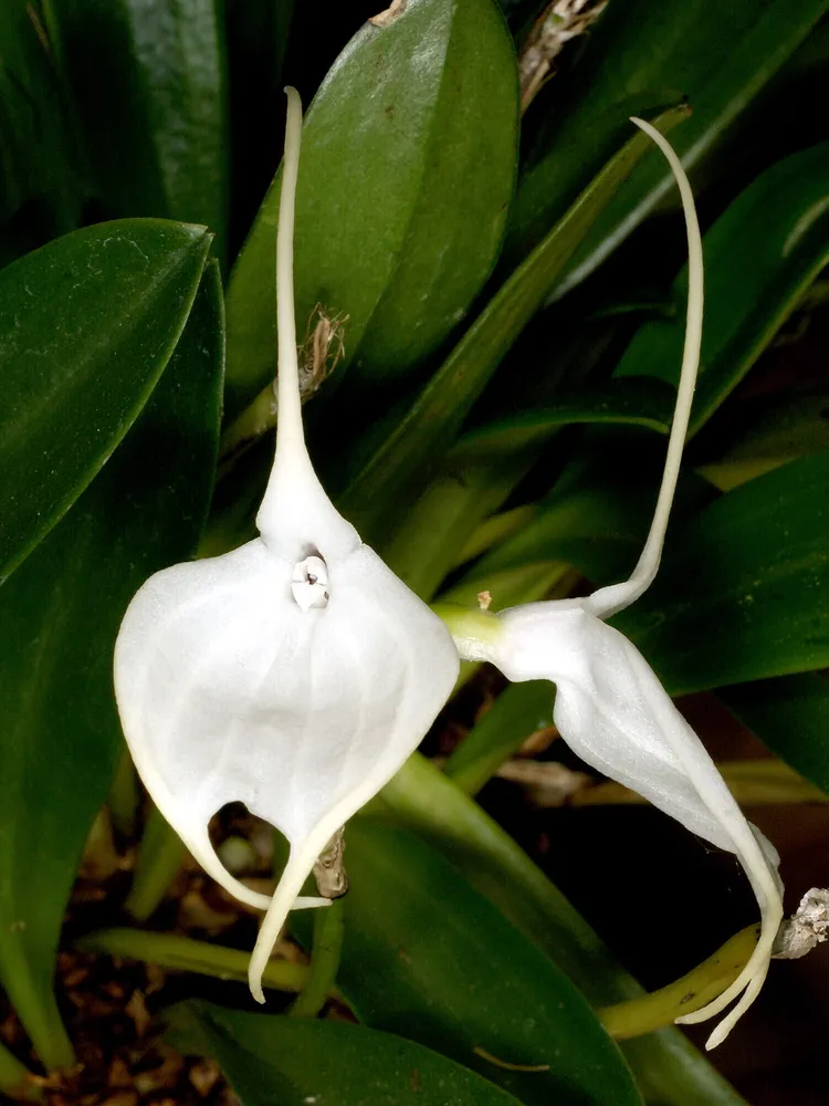 masdevallia tovarensis plant showing characteristic features