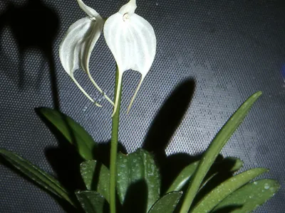 thumbnail masdevallia tovarensis
