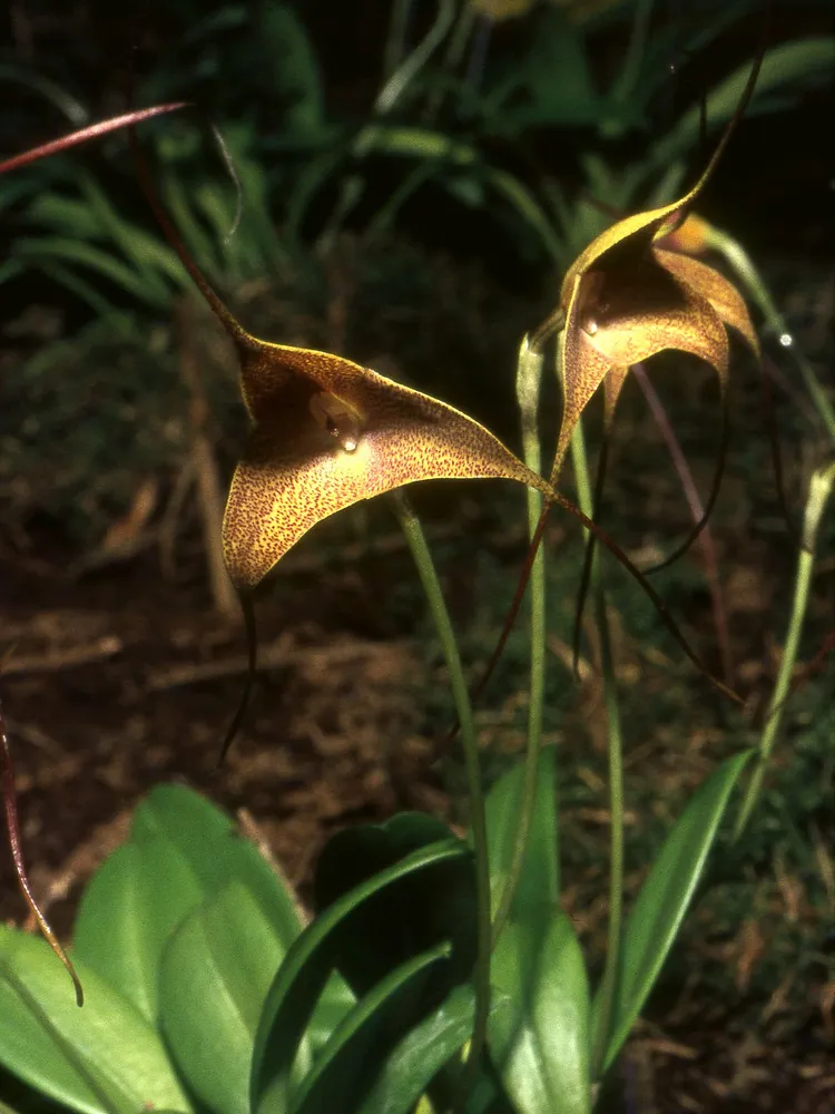 masdevallia triangularis plant showing characteristic features