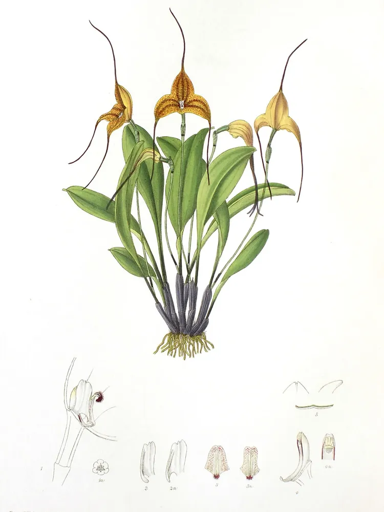 masdevallia triangularis plant showing characteristic features
