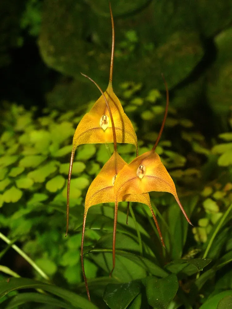 masdevallia triangularis plant showing characteristic features