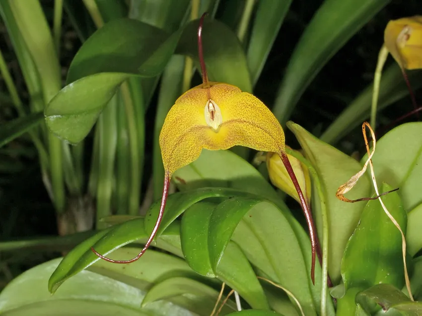 masdevallia triangularis plant showing characteristic features