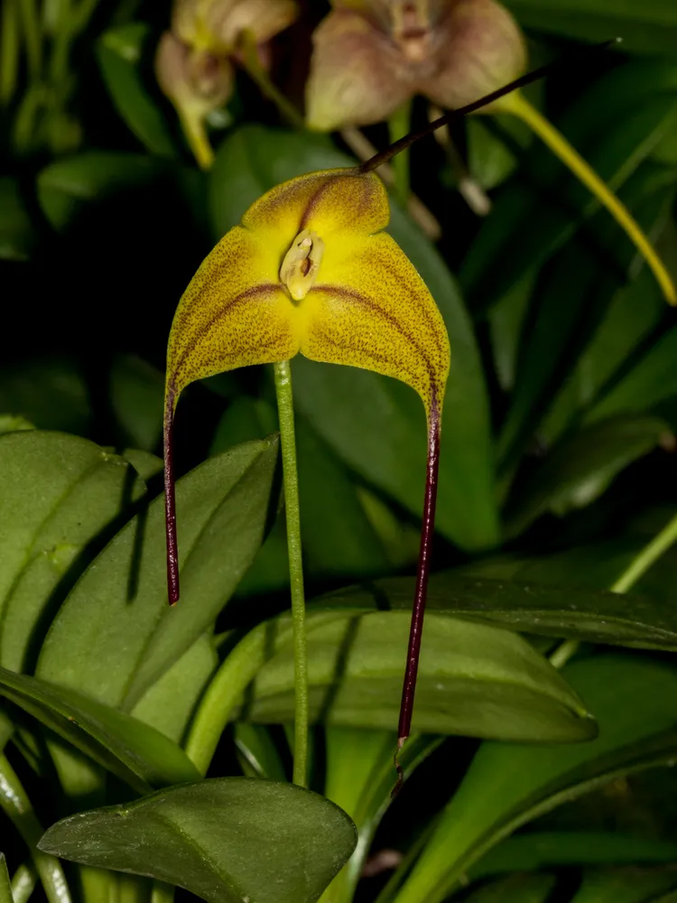 masdevallia triangularis plant showing characteristic features