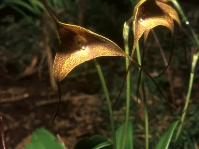 thumbnail masdevallia triangularis