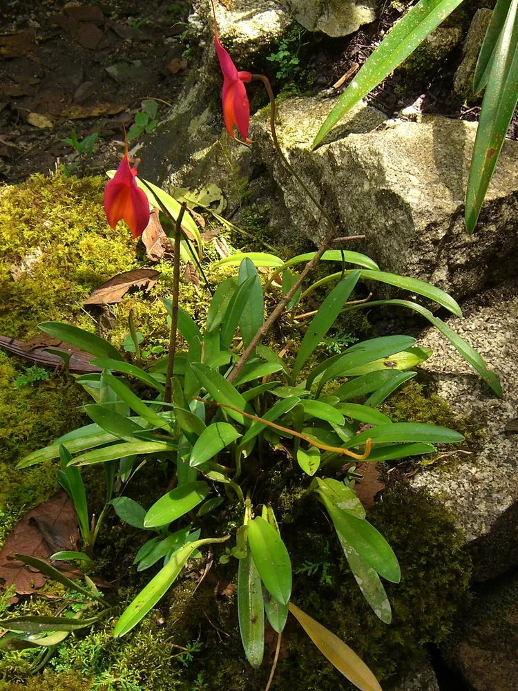 masdevallia veitchiana plant showing characteristic features
