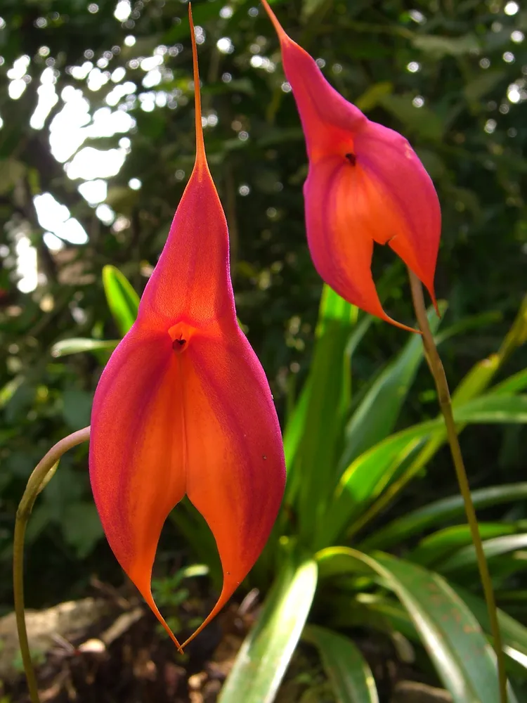 masdevallia veitchiana plant showing characteristic features