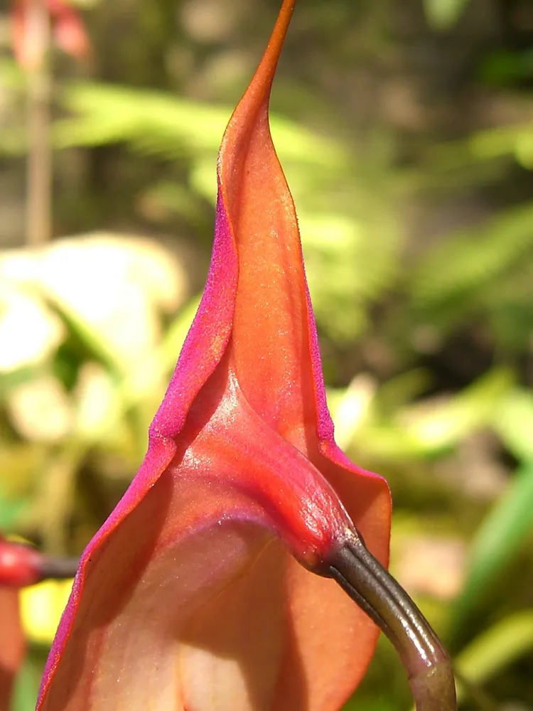masdevallia veitchiana plant showing characteristic features