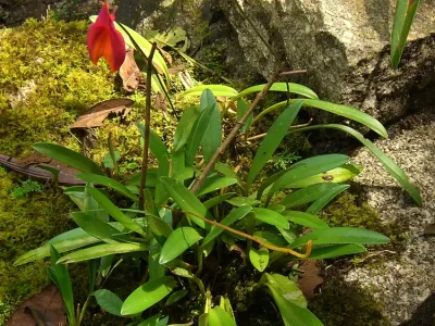 thumbnail masdevallia veitchiana