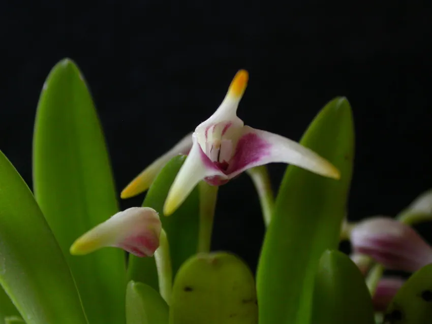 masdevallia wendlandiana plant showing characteristic features