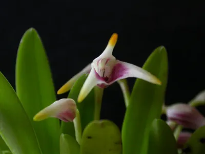 thumbnail masdevallia wendlandiana