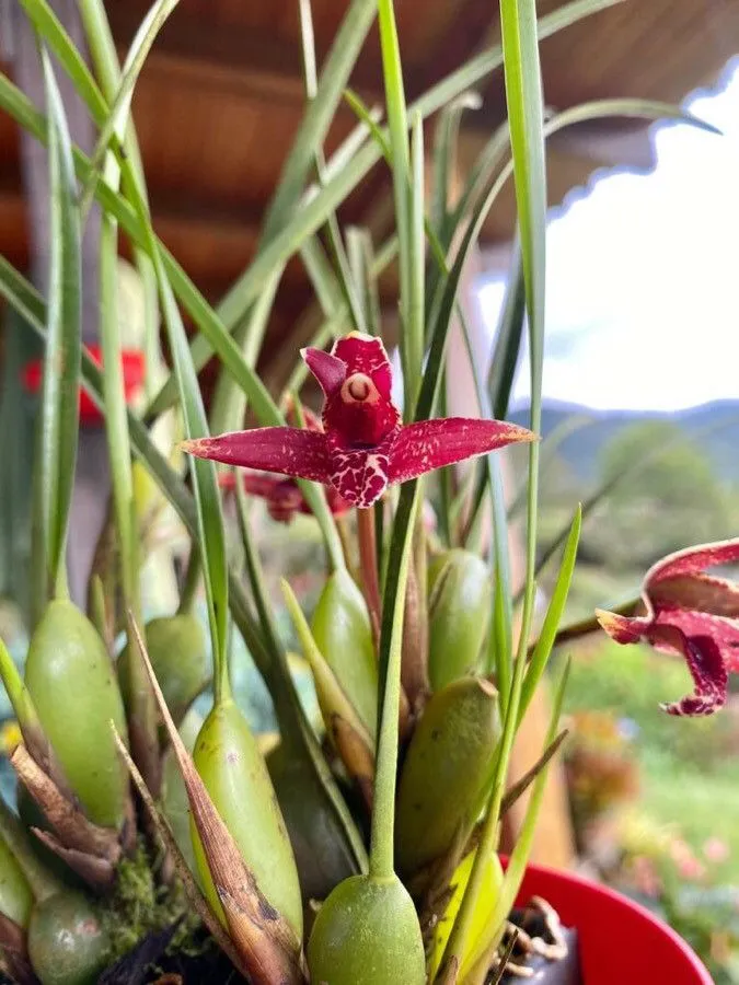 maxillaria tenuifolia plant showing characteristic features