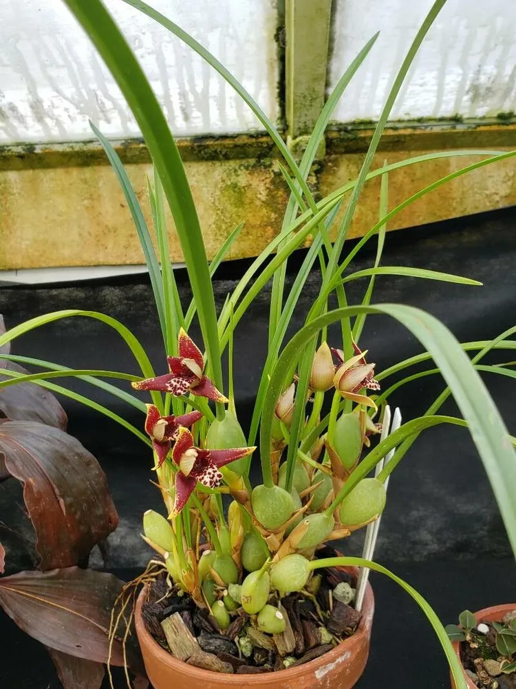 maxillaria tenuifolia plant showing characteristic features