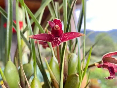 thumbnail maxillaria tenuifolia