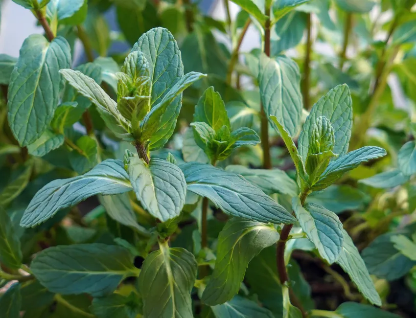 mentha spicata plant showing characteristic features