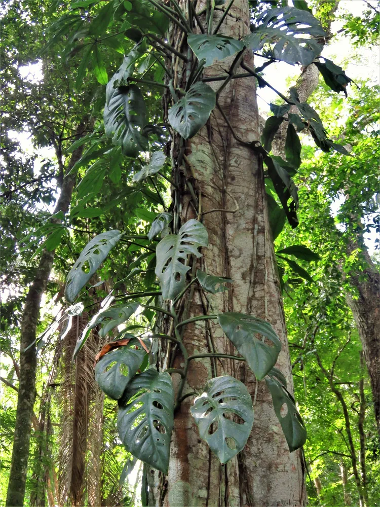 monstera acuminata plant showing characteristic features