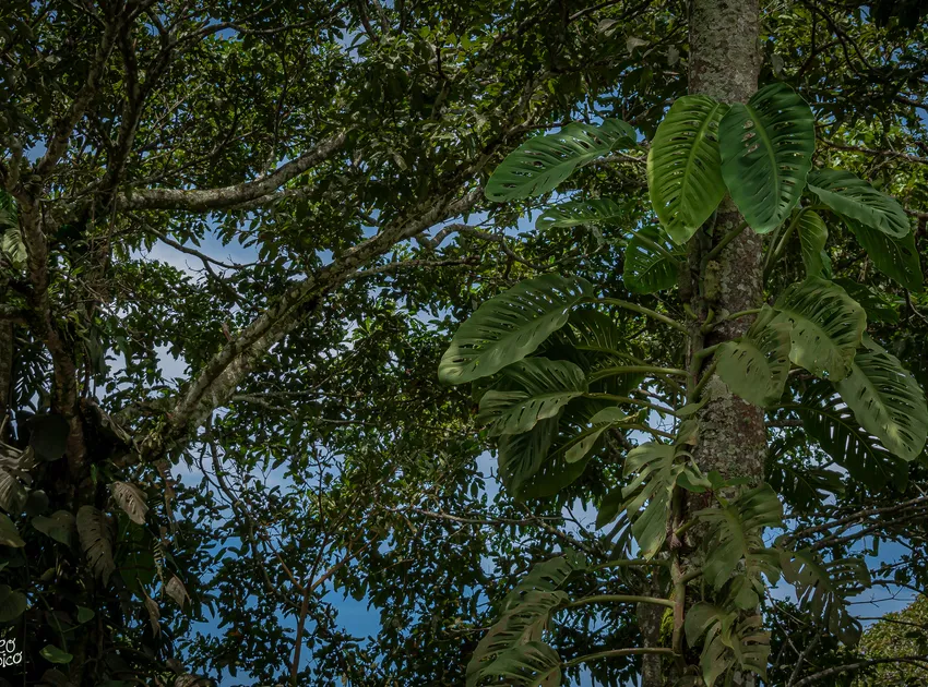 monstera acuminata plant showing characteristic features