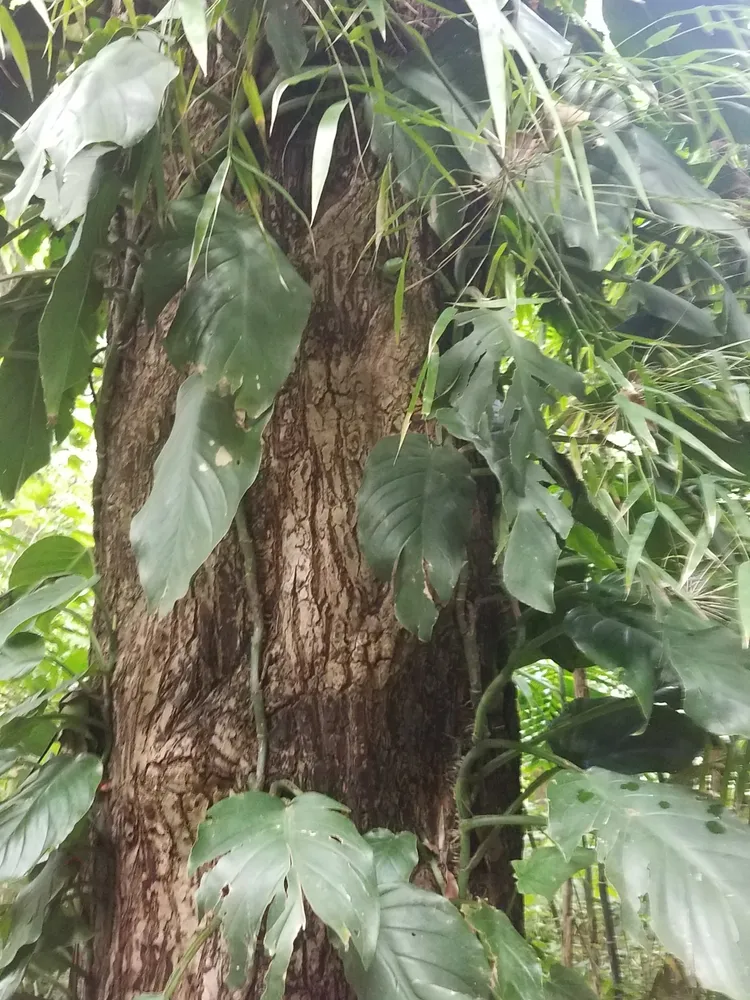 monstera acuminata plant showing characteristic features