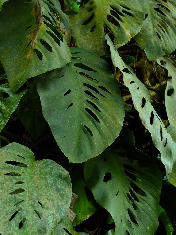 monstera acuminata plant showing characteristic features