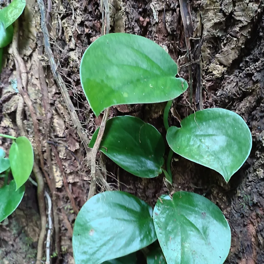 monstera acuminata plant showing characteristic features