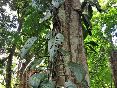 monstera acuminata thumbnail