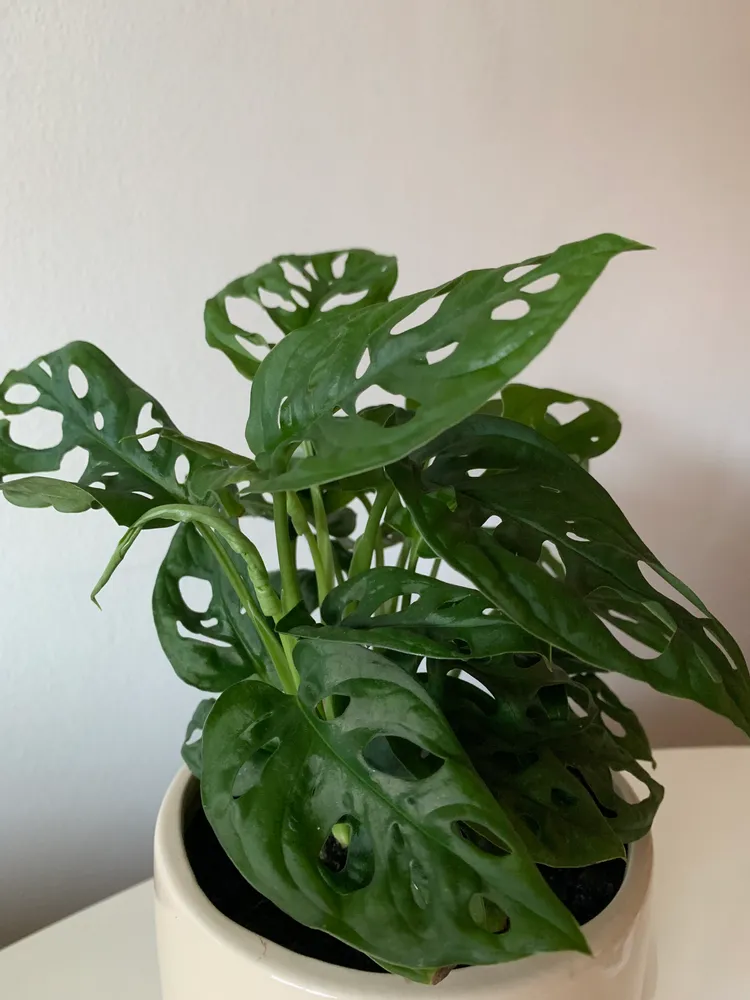 monstera adansonii plant showing characteristic features