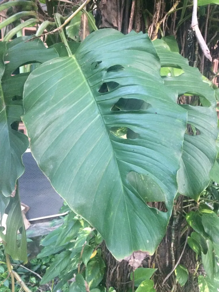 monstera adansonii plant showing characteristic features