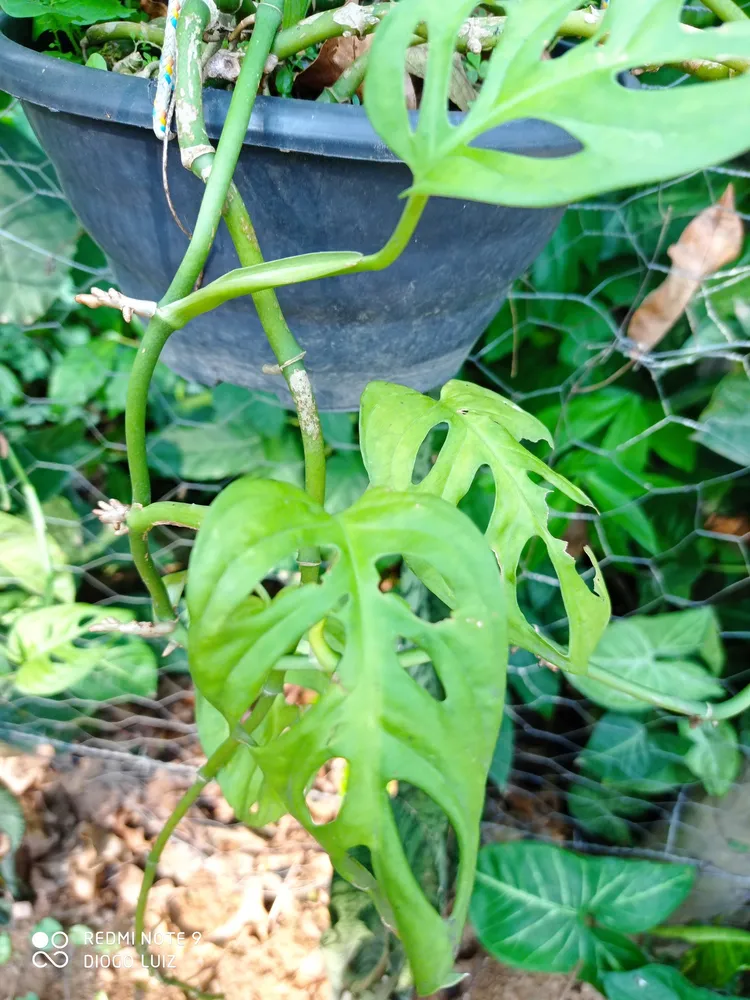 monstera adansonii plant showing characteristic features