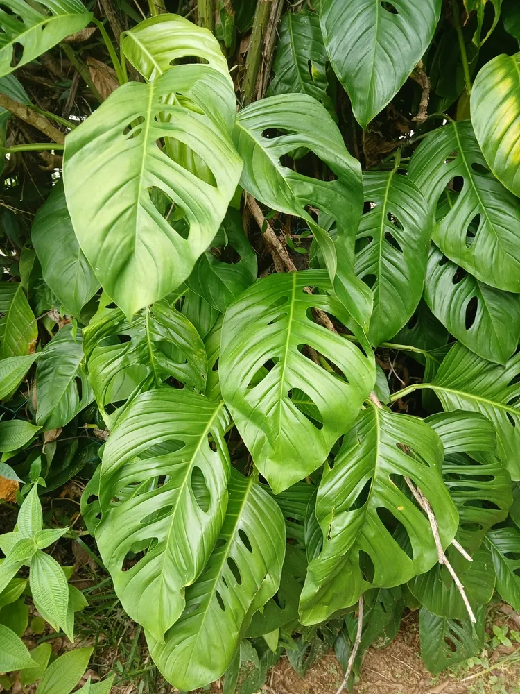 monstera adansonii plant showing characteristic features