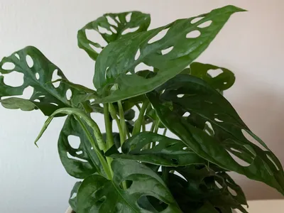 monstera adansonii thumbnail