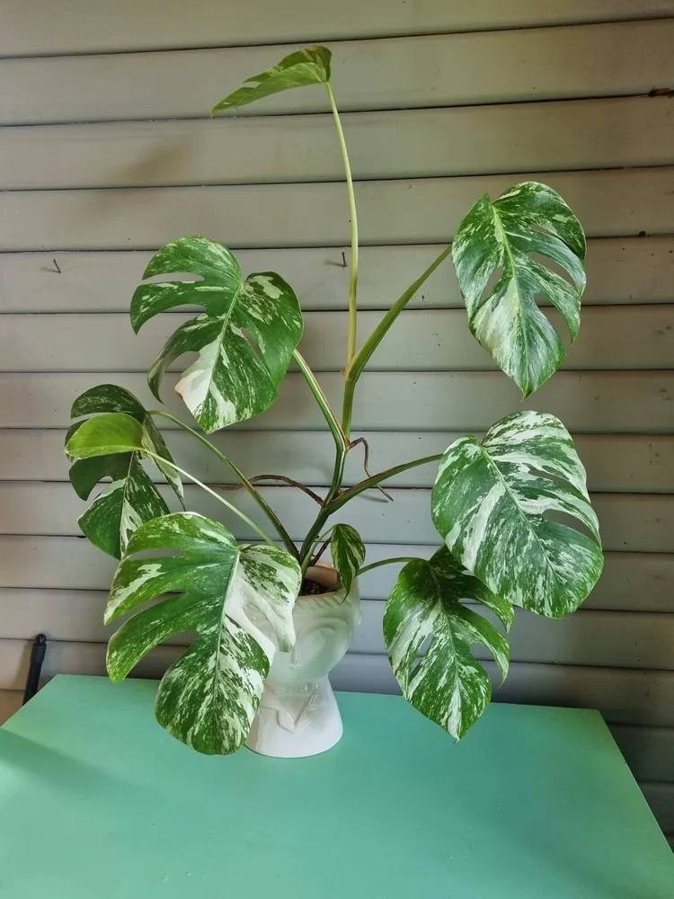 monstera albo plant showing characteristic features