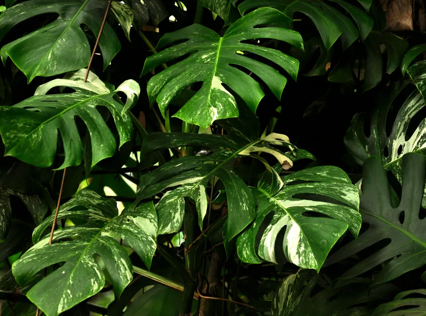 monstera albo plant showing characteristic features