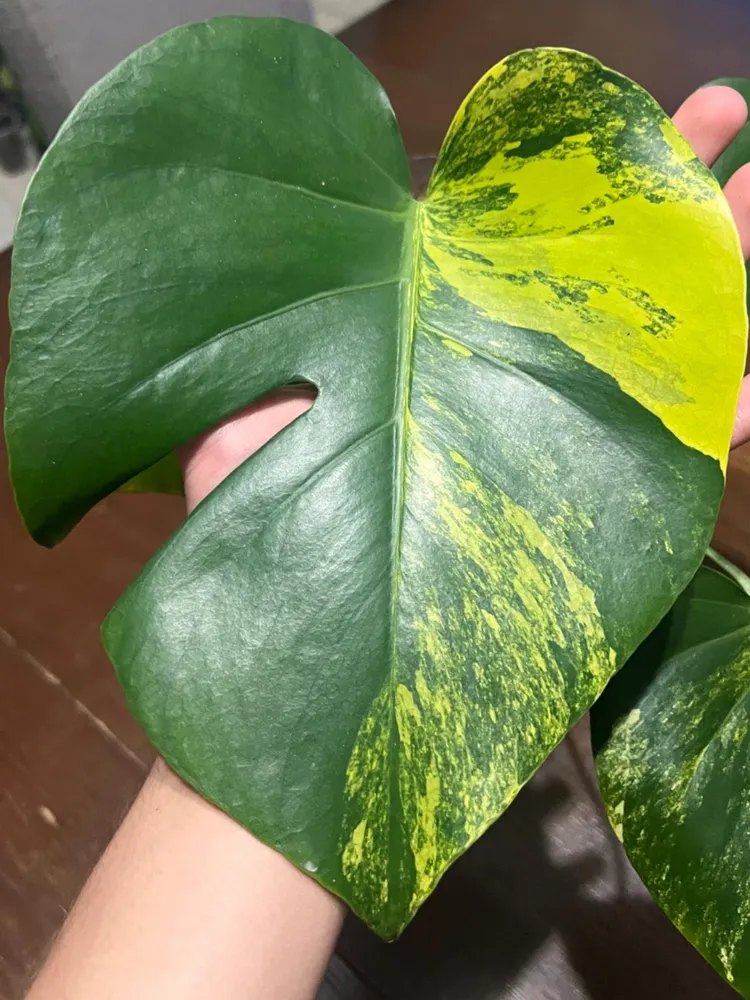 monstera aurea plant showing characteristic features