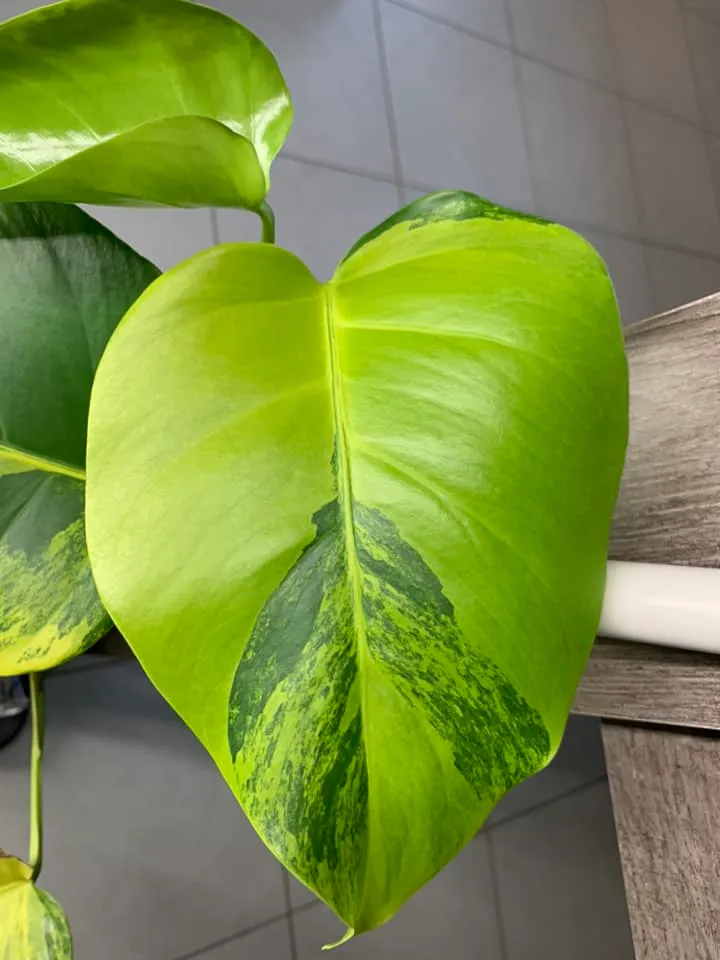 monstera aurea plant showing characteristic features