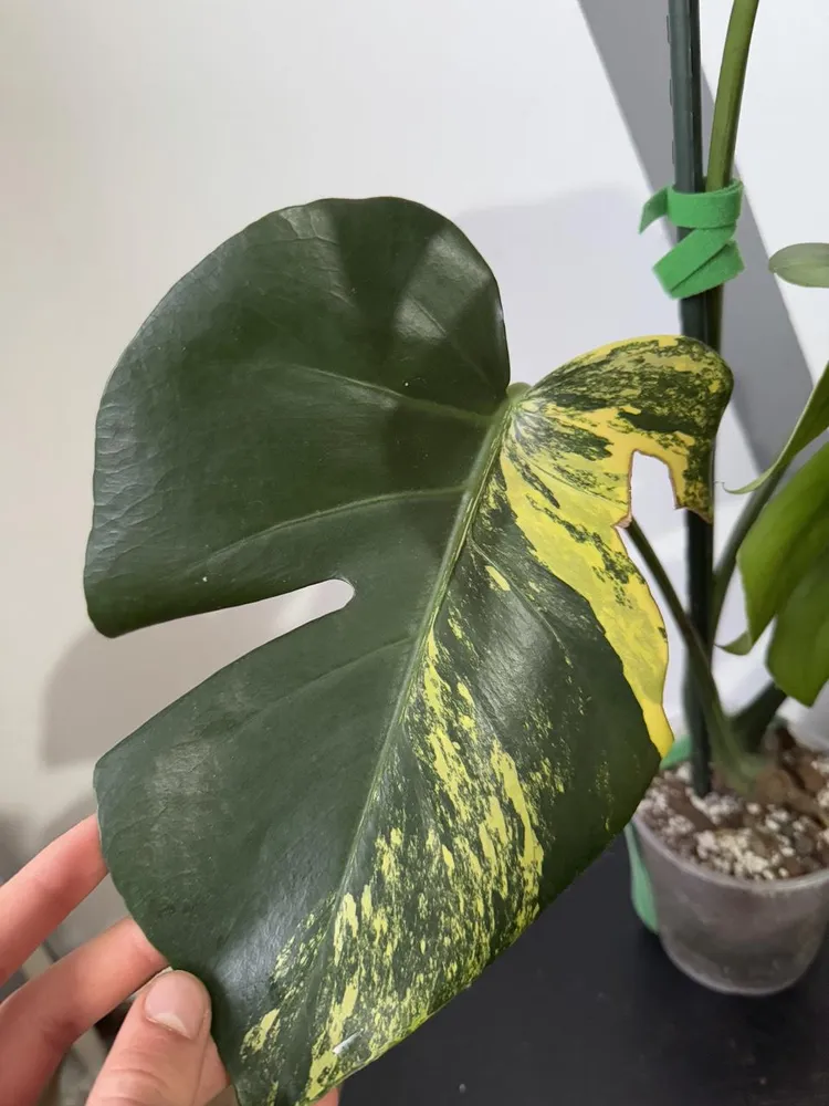 monstera aurea plant showing characteristic features