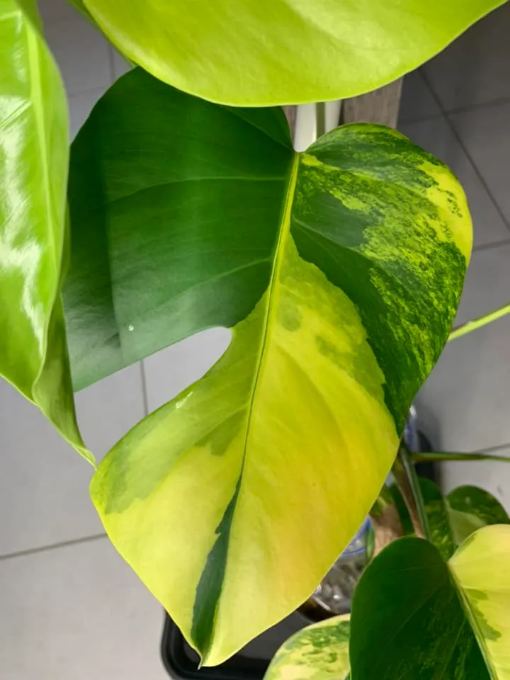 monstera aurea plant showing characteristic features