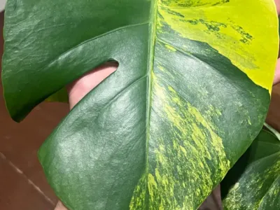 monstera aurea thumbnail