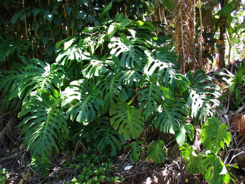 monstera deliciosa plant showing characteristic features