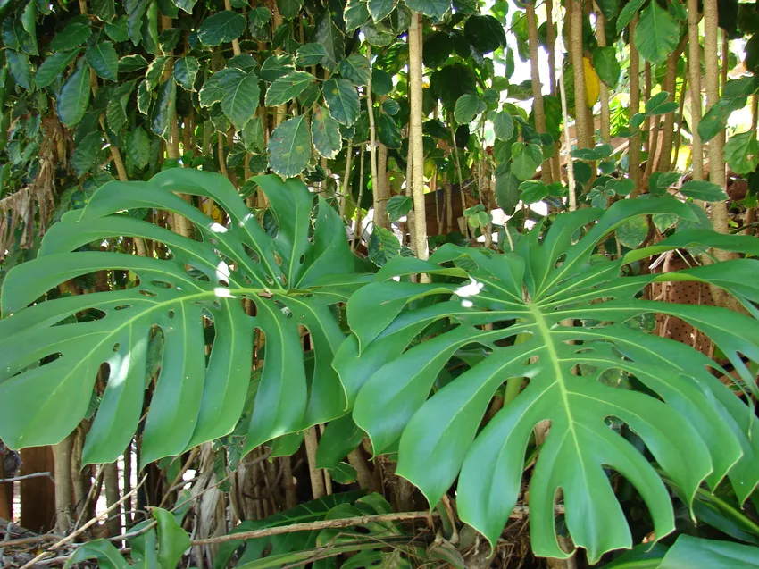 monstera deliciosa plant showing characteristic features