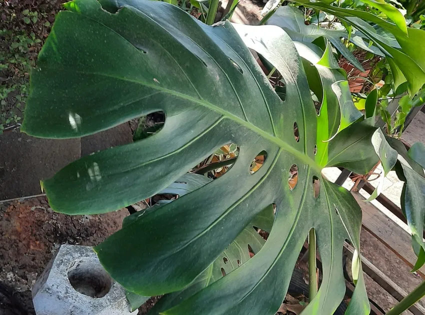 monstera deliciosa plant showing characteristic features