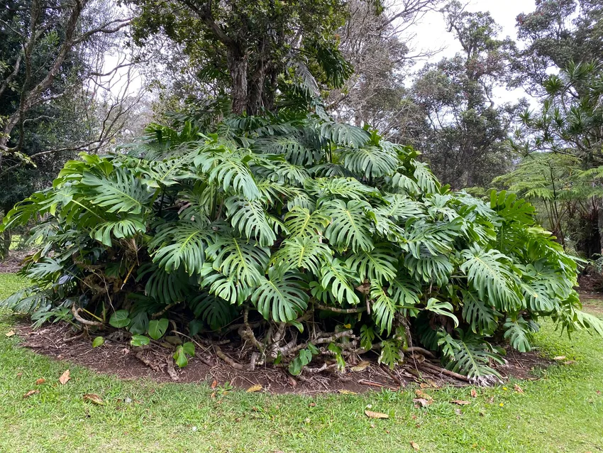 monstera deliciosa plant showing characteristic features