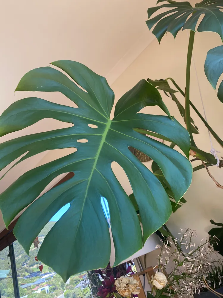 monstera deliciosa plant showing characteristic features