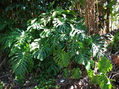 monstera deliciosa thumbnail