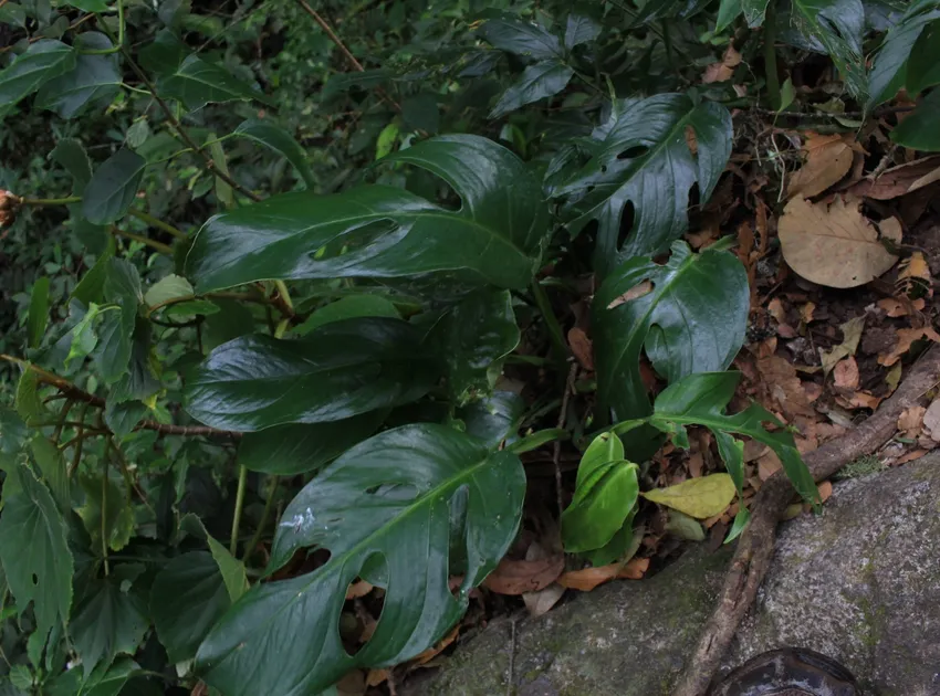 monstera dissecta plant showing characteristic features