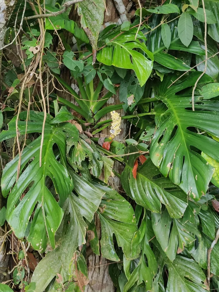 monstera dissecta plant showing characteristic features